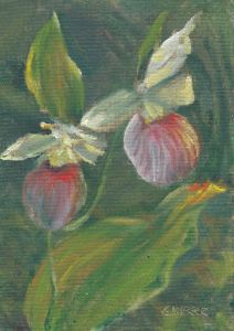 Showy Lady's Slipper